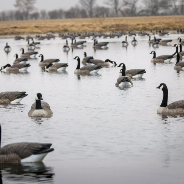 Rogue Series Floating Goose Decoys - Explore Beavertail